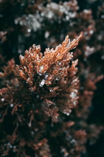 A vertical shot of the seaweed