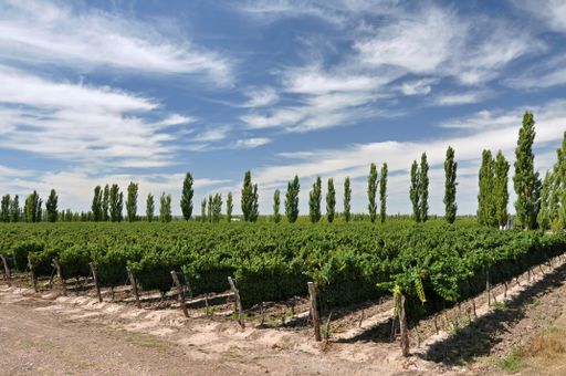 A beautiful view of agricultural land with rows of crops and trees under the cloudy sky