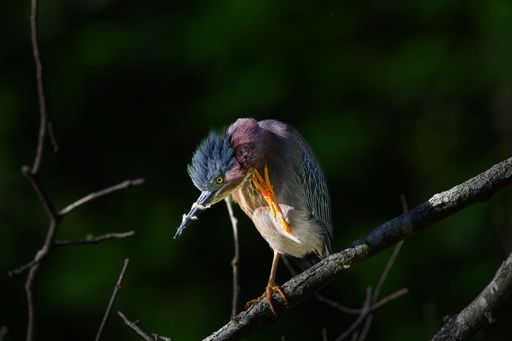 A closeup shot of a green heron preening while perched on a tree branch in the daylight