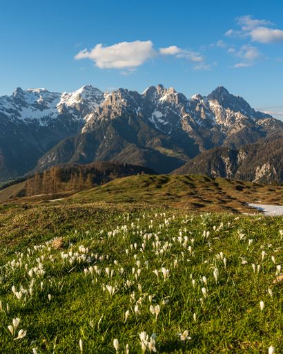 A vertical shot of a white flower field against a snowy mountain range covered with greenery