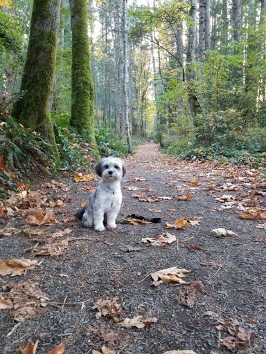 A vertical shot of a Tibetan Terrier standing on a pathway covered with fallen leaves in a forest