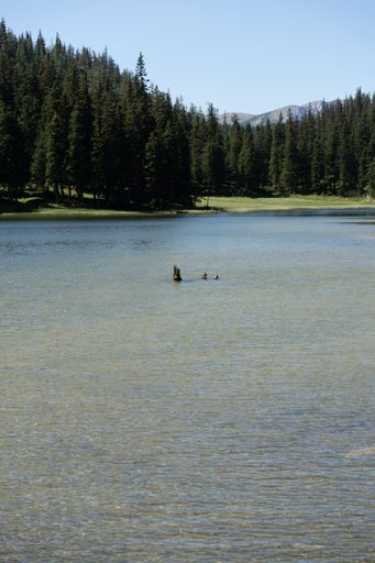 A vertical shot of a lake with pine forest in the background