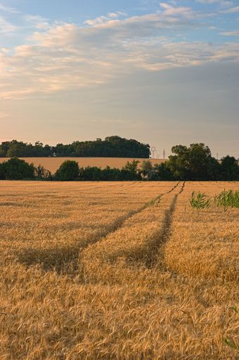 A vertical shot of a path in the middle of a wheat field with a beautiful cloudscape in the background