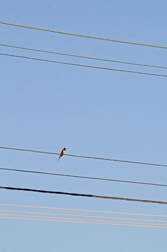 A vertical shot of a barn swallow (Hirundo rustica) perched on a cable against a blue sky background