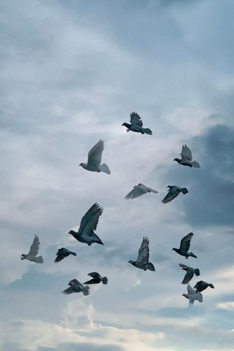 A vertical shot of a flock of common pigeons (Columba livia) flying in the blue sky