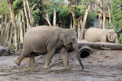 A cute baby elephant walking in its enclosure in a zoo in the Netherlands