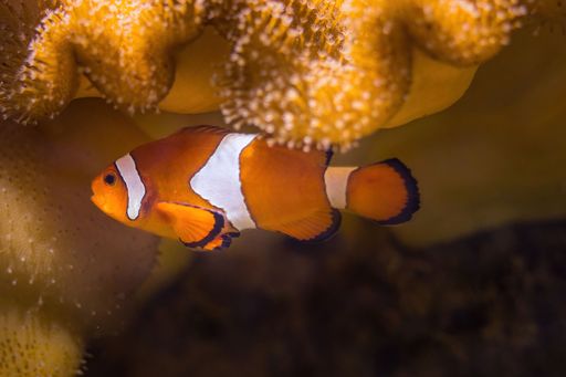 A closeup shot of orange clownfish swimming near coral
