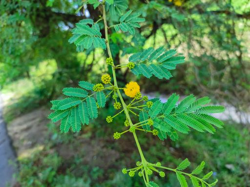 A Closeup Shot Of Babul Tree Brand New Flowers And Leave