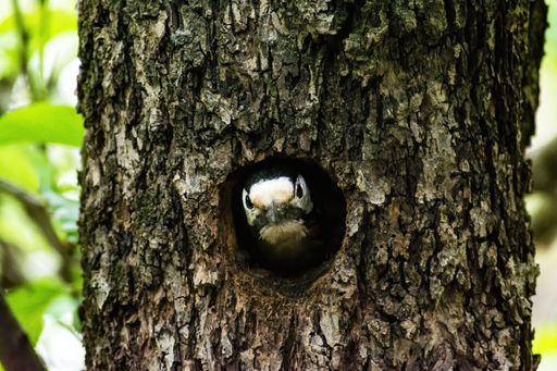 A closeup of an adorable downy woodpecker in a tree hallow in a forest
