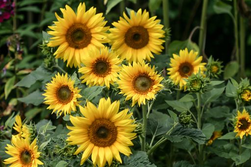 A selective focus shot of beautiful sunflowers captured in the middle of a field