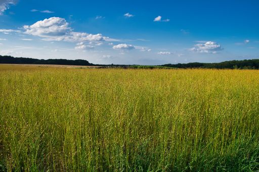 A beautiful shot of cornfield in Maransart under a blue sky