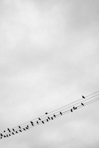 A vertical greyscale shot of birds silhouettes sitting on electric lines on a grey background