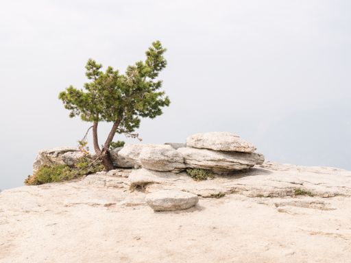 A beautiful shot of a small pine tree and rocks in Yosemite Park, California, USA
