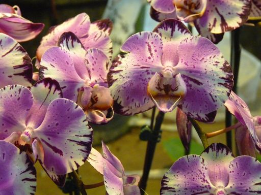 A closeup shot of cute Moth orchids in the room
