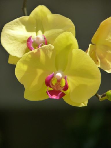A vertical shot of blooming yellow orchid flowers