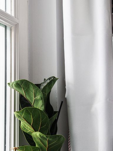 A vertical closeup shot of a green plant with large leaves near a window and a white curtain
