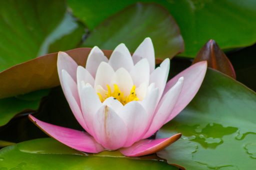 A closeup of a pink water lily flower on the surface of a pond