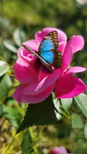 A beautiful morpho butterfly on a pink rose in a garden under the sunlight