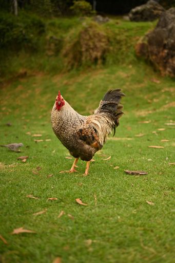 A vertical shot of a rooster in search of food near Waimea Canyon, Hawaii