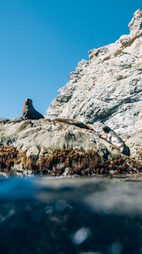 The sea lions resting on a rock by the ocean in Mexico