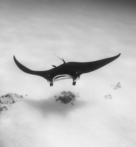 A manta ray swimming in blue water