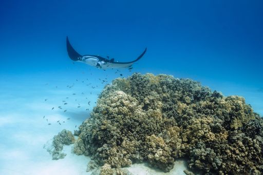 A manta ray swimming in blue water