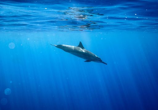 A view of a Hawaiian dolphin swimming underwater through sun rays