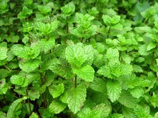A selective focus shot of the green mint plant growing in the garden