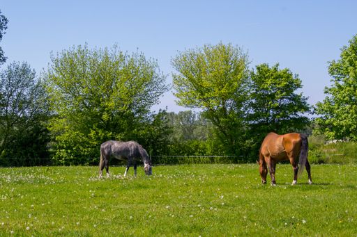 Two horses grazing on a meadow on a sunny summer day