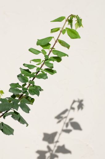A vertical shot of a single branch with leaves casting a shadow on a white background