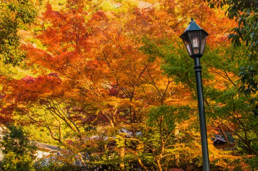 A Beautiful shot of red maple trees with colorful leaves in the park with street lamp in autumn