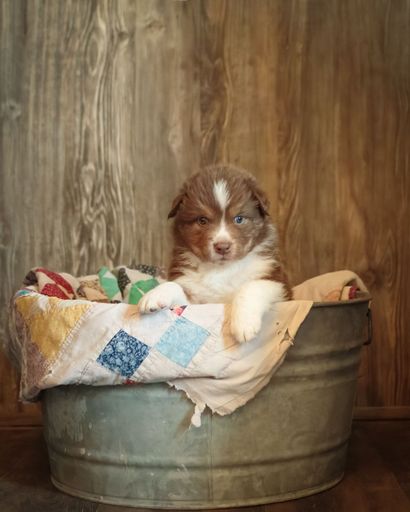 A cute Australian shepherd puppy dog with different colored eyes in a metal bucket