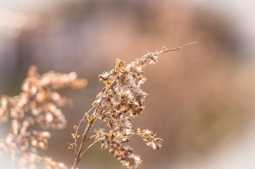 A selective focus closeup photo in brown shades of some dry wild plants