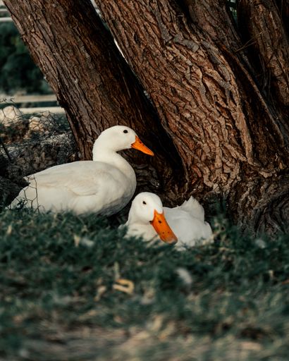 A vertical shot of the two ducks relaxing under the tree