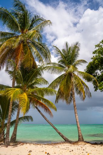 A vertical shot of a tropical beach paradise with coconut trees on white sandy beach