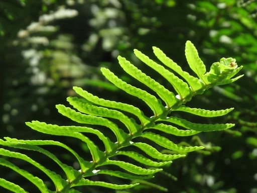 A closeup shot of a green-leaved fern under the sunlight