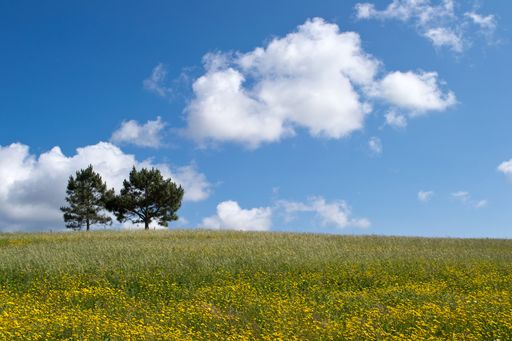 A beautiful shot of two trees growing in a greenfield