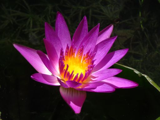 A closeup shot of a beautiful bloomed pink lotus with a dark blurry background