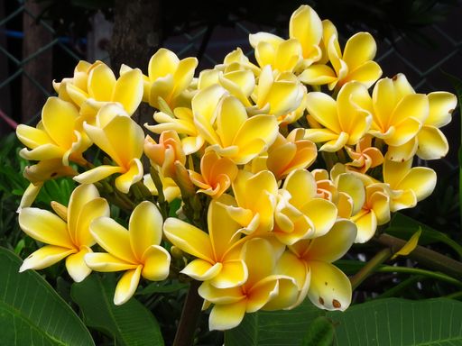 A closeup shot of cute Frangipanis under the sunlight