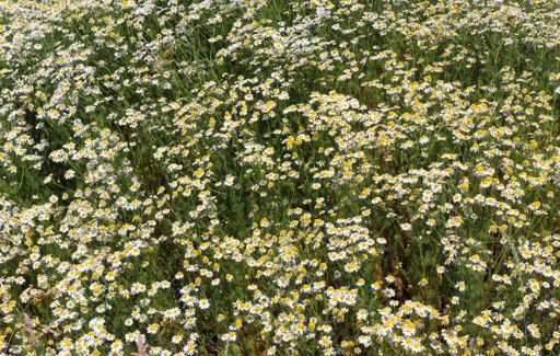 A beautiful shot of oxeye daisy field on a clear sky background