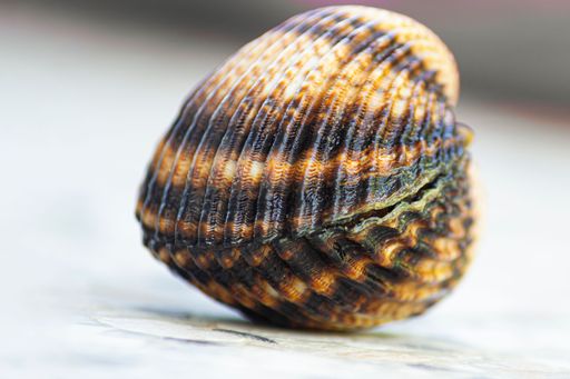 A closeup of a sea shell, cockle capture against a blurred background
