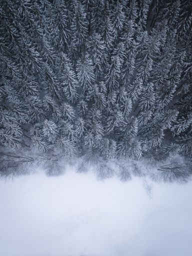 A vertical aerial top view a thick forest covered in snow during winter