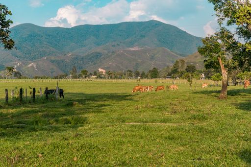 A landscape of a field covered in greenery surrounded by grazing animals and hills