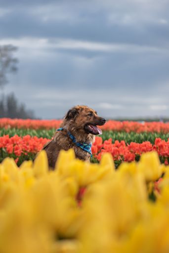 A vertical selective focus shot of a cute brown dog sitting with an open mouth in a gorgeous field of colorful, vibrant flowers under a cloudy sky