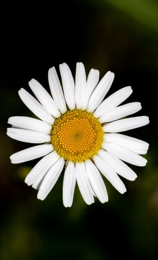 A top view of a common daisy growing on a blurry green background