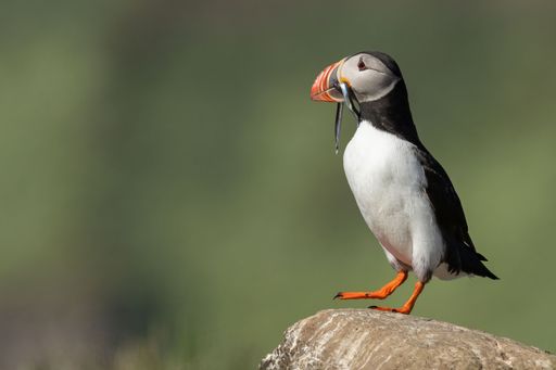 A closeup of an adorable Atlantic puffin (Fratercula arctica) standing on a rock