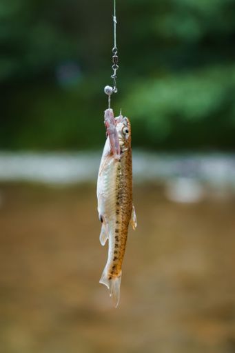 A vertical shot of a small fish caught on a fishing tackle on a blurred background