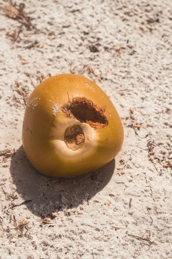 A closeup of a yellow coconut on the sand, a vertical shot