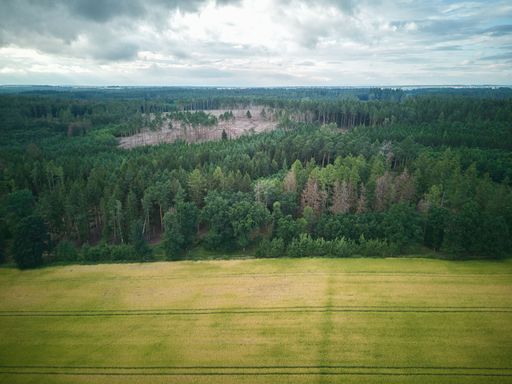 Field of wheat, forest in the background, clouds on the sky, aerial view