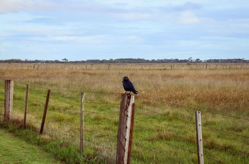 A black crow perched on a wooden pole of a fence on a rural field